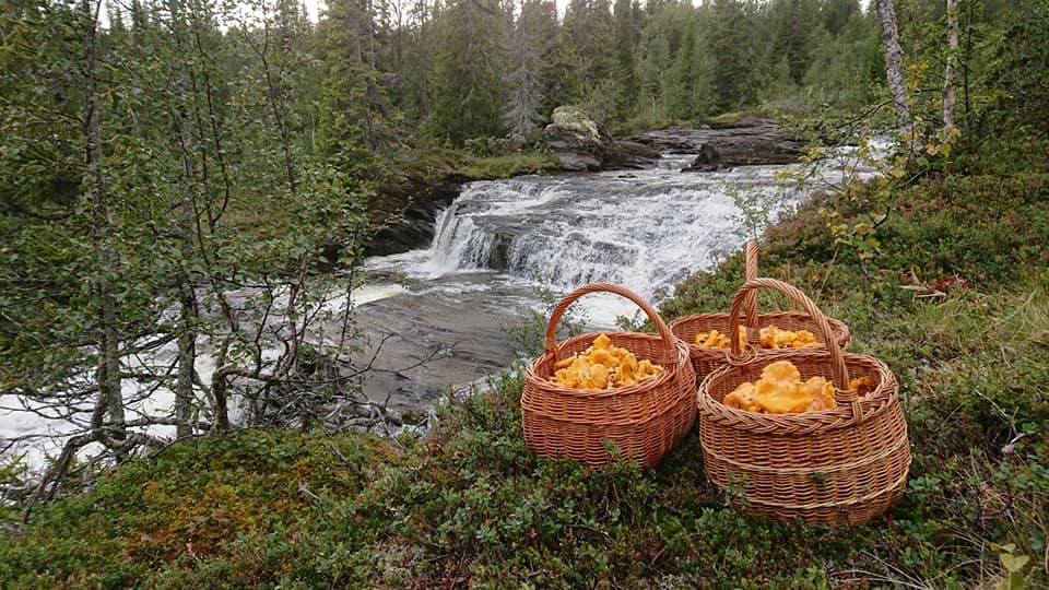  Brakkån med kantarellkorg 2018