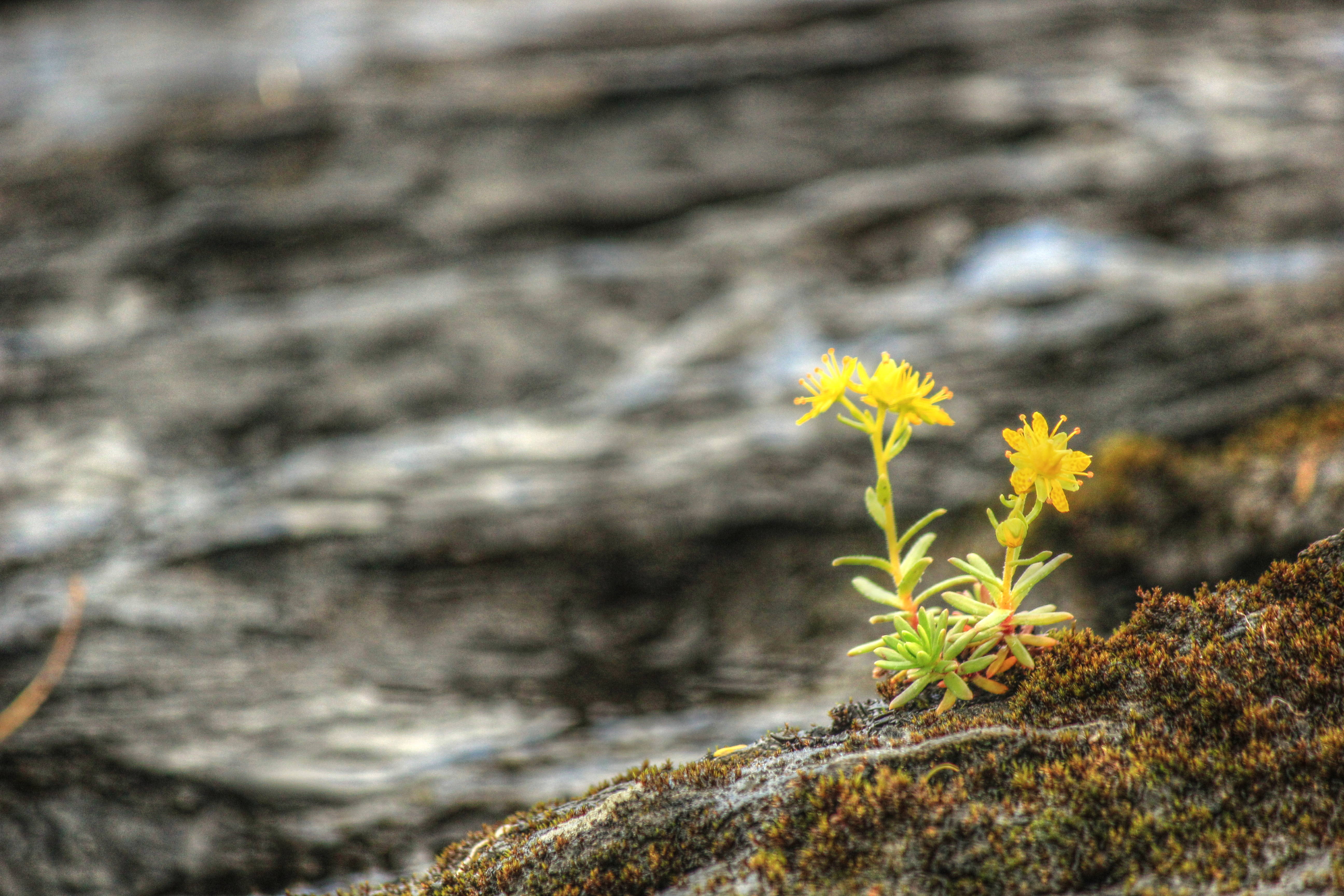 Fjället vid sjön Silesjaure, en liten gullbräck växer på en ovänlig livsmiljö.