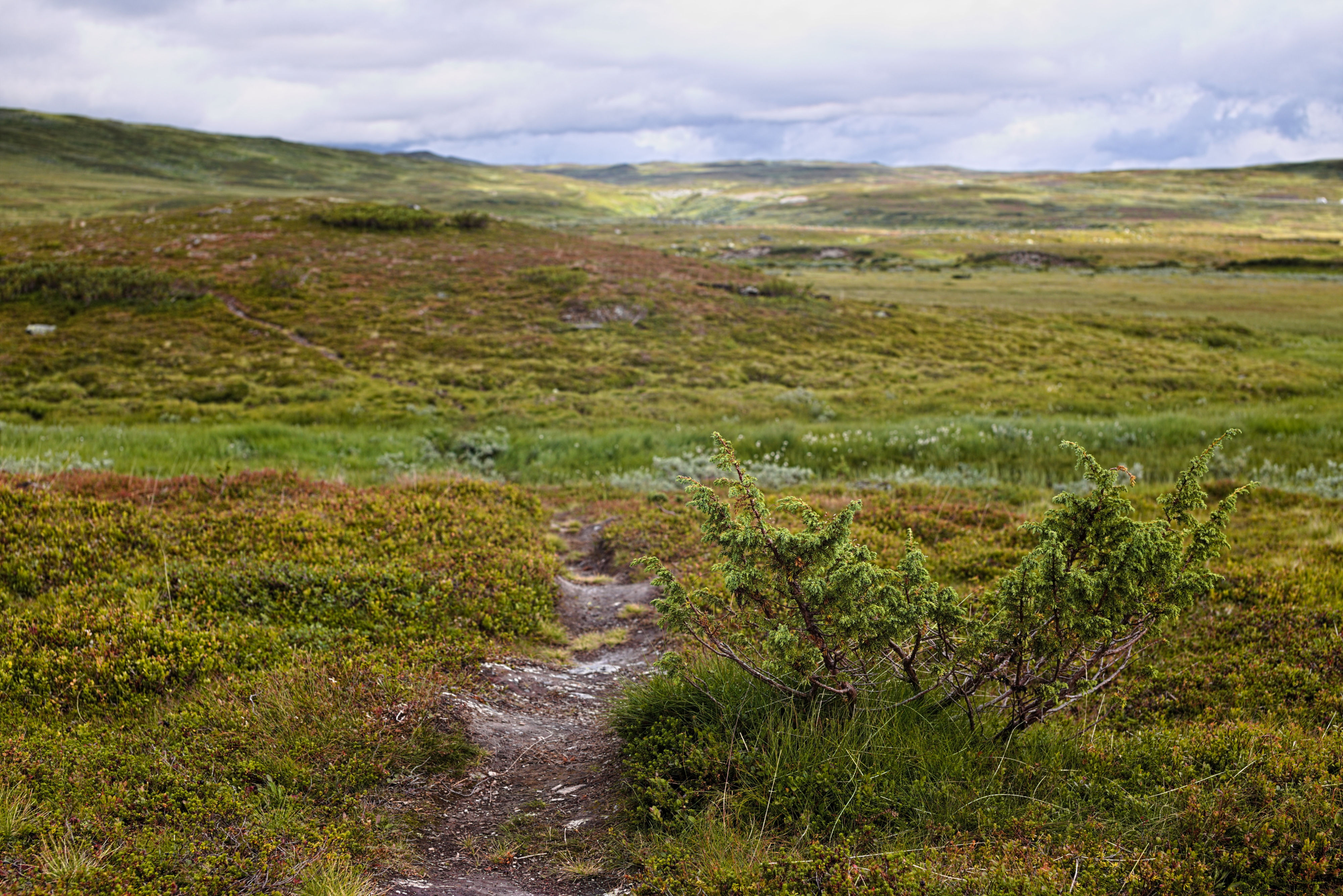 Nära berget Raavre i Skåarnja naturresarvat 20190818, Bredvid en liten enbuske går en stig genom landskapet..