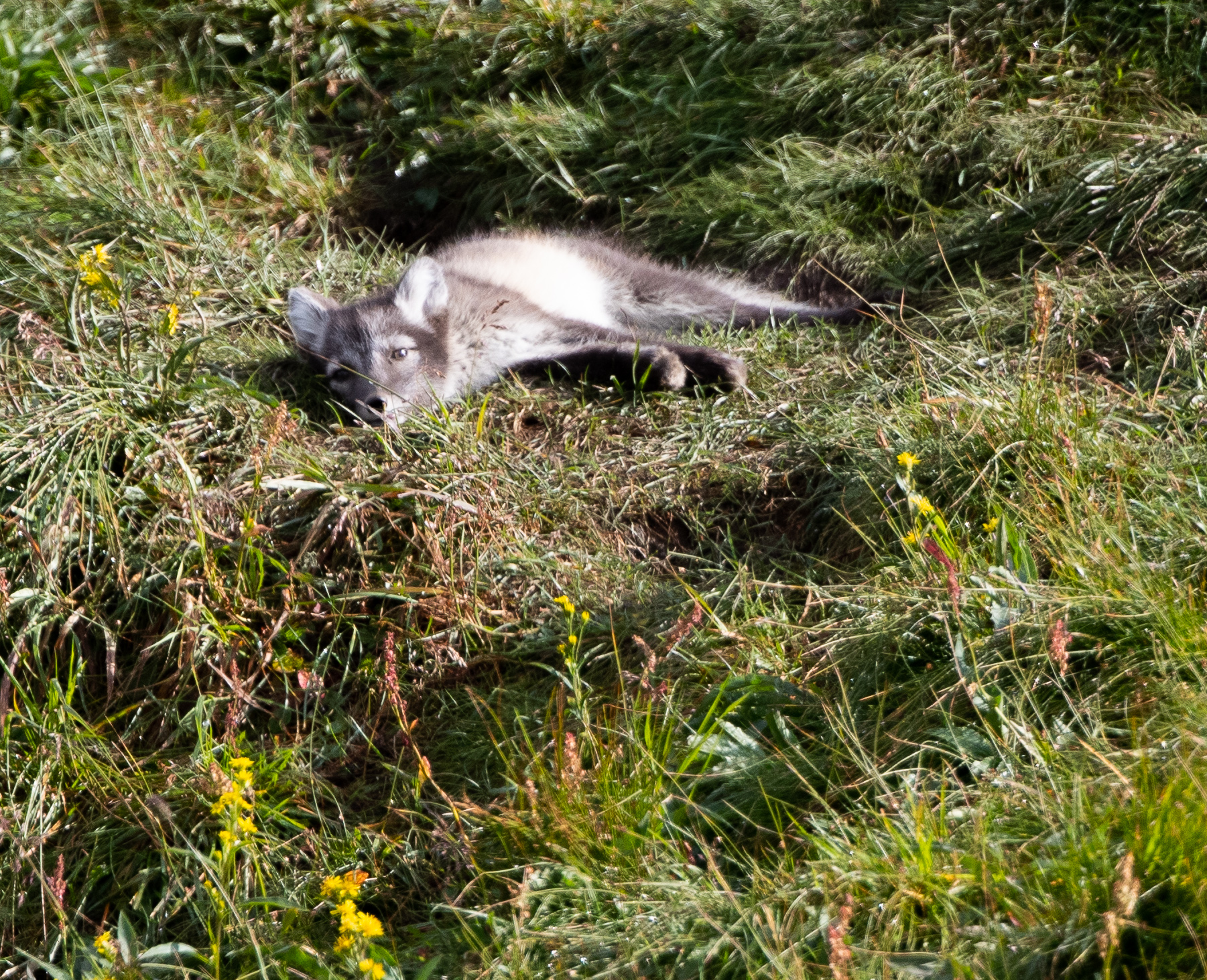 Fjällrävvalp, södra lappland 190809, Fjällräv unge som myser i augustivärmen på fjället