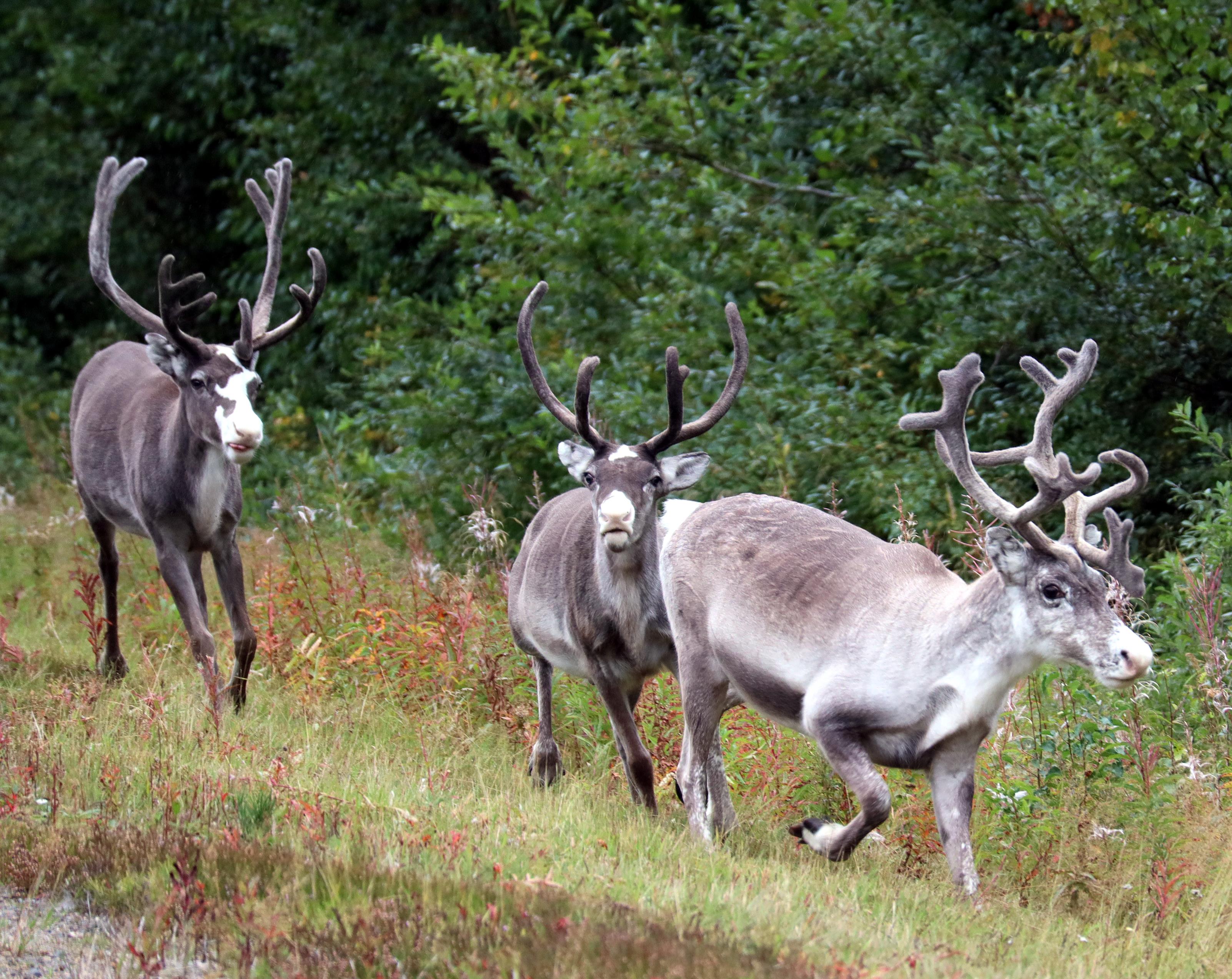 Vildmarksvägen, Vi blir kvar när alla turister försvinner.