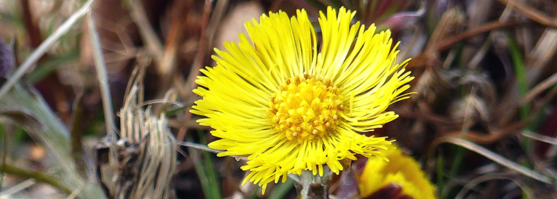 tussilago