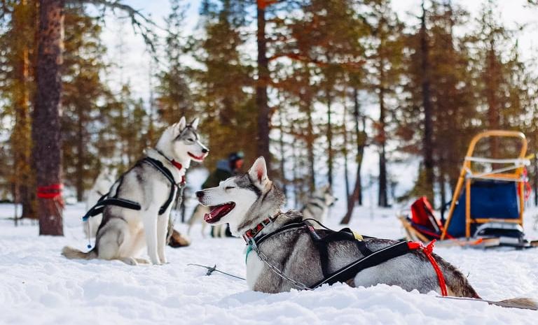In i Norden - Sleddogs & Outdoor Adventures