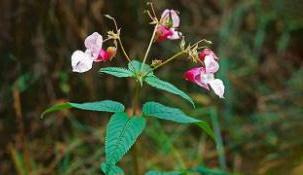 Rödvit blomma med gröna blad.