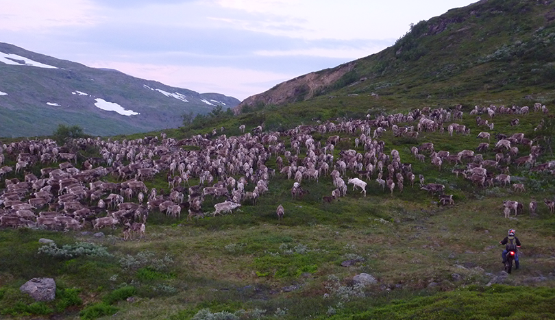 Renar på fjäll.