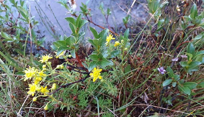 Gula blommor vid sten.