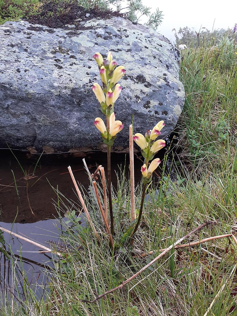 Blomma vid sten.