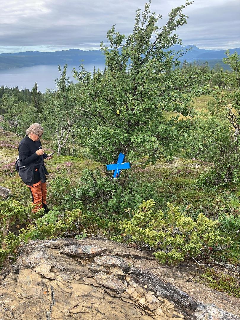 Kvinna och blått kryss i björk.