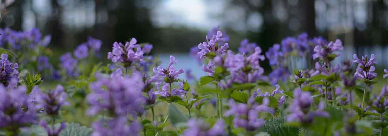 Blå blommor.