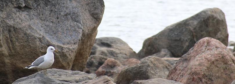 En fiskmås sitter på stenklippor intill ett vattendrag.