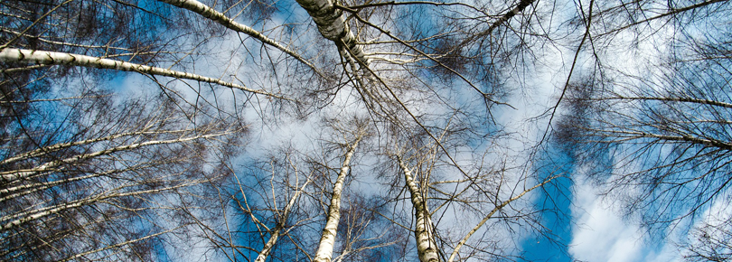 Björkar och himmel.