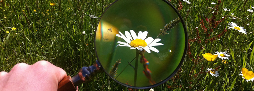 Blommor och förstoringsglas på en sommaräng. 