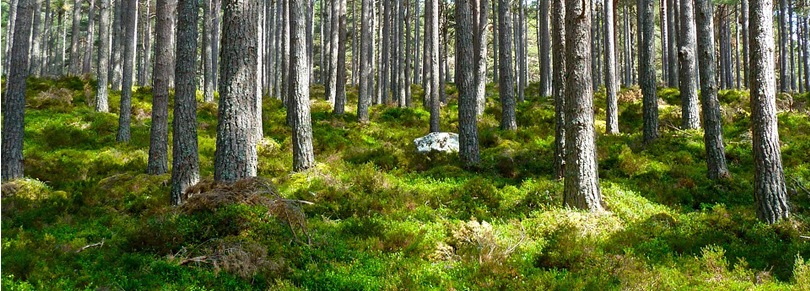 Grön och lummig skog. 