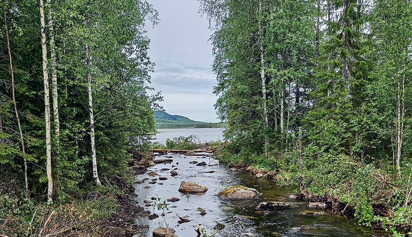 Skog och vatten.